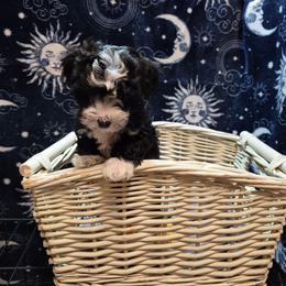 Girl 2 - Black and white female Havanese puppy in Manchester, Texas from Mimi's Havanese