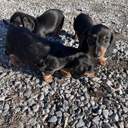 Black and tan Female 1 CKC REGISTERED 3500 - Black and tan female Dachshund puppy in Blackstone, Virginia from Cheyenne's Dachshunds