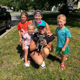 Grey - Brindle and white French Bulldog puppy in Kansas City, Missouri from Feuer Frenchies