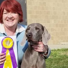 Weimaraners from Waystar Weimaraners