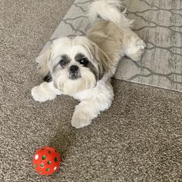 Shih Tzu Puppies from Willow Lane Shih Tzus