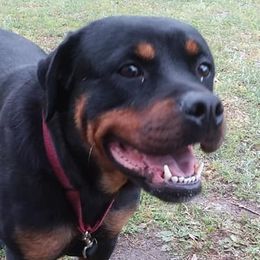 Rottweilers from Ronald Driver's Rottweilers