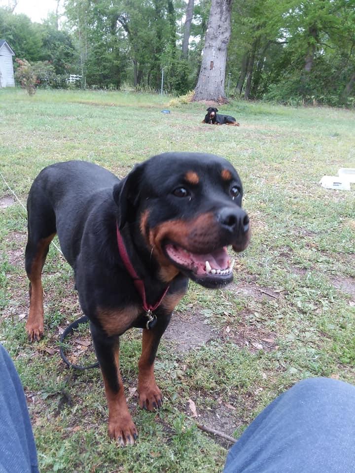 Ronald Driver's Rottweilers in North Carolina | Rottweiler puppies ...