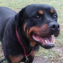 Rottweilers from Ronald Driver's Rottweilers