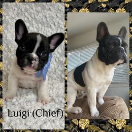 French Bulldog Puppies from GavFam Frenchies