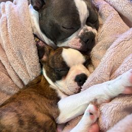 Boston Terrier Puppies from I Love Pups