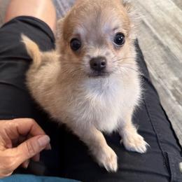 Smiley 4,400 - Blue fawn male Chihuahua puppy in Summerfield, Florida from Uey’s Chihuahuas