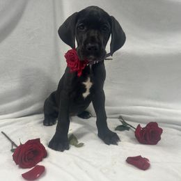 Champagne - Black and white female Great Dane puppy in Liberty, New York from Catskills Greatest Danes