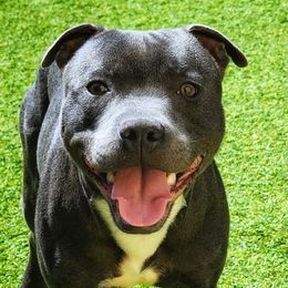 Slider - Staffordshire Bull Terrier