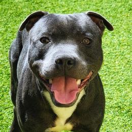 Slider - Staffordshire Bull Terrier
