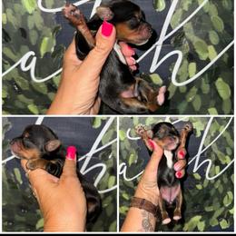 Cupcake - Black & tan tri-color female Morkie puppy in Cleveland, Tennessee from Moody’s Morkies and More