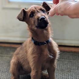 Teidi - Red male Irish Terrier puppy in Broadway, North Carolina from Detmore Kennels