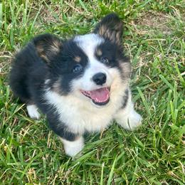 Sticky Bun - Black and tan male Pembroke Welsh Corgi puppy in Paris, Kentucky from Flat Run Corgis