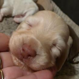 Baby boy Red heart 3500 - Cream male Dachshund puppy in Lexington, Oklahoma from Long Doggy Acres Miniature Dachshunds
