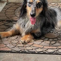 Hazel - Dachshund