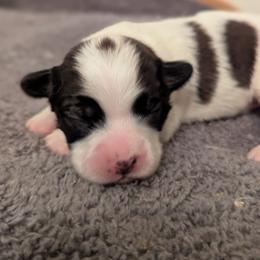Boy 1 - White and sable male Papillon puppy in Joshua, Texas from Summertime Kennels