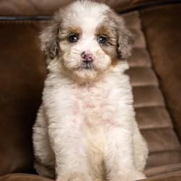 Tiramisu - Blue merle female Bernedoodle puppy in Youngstown, Florida from Wonderland’s Boujie Kennels