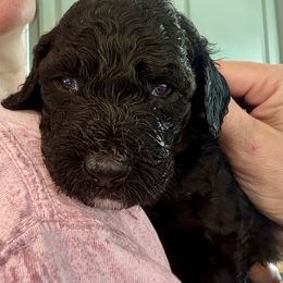 Bernedoodle Puppies from Triple W Doodles