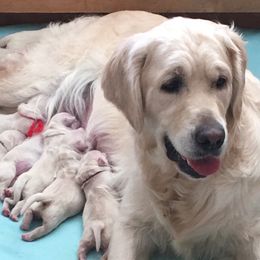 Lujza - Golden Retriever