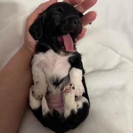 Tyche Female 2 AKC - Black female Dachshund puppy in Erie, Michigan from Champagne’s Grinch Toe’d Dachshunds