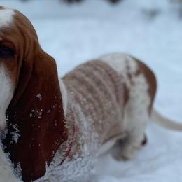 Apollo - Basset Hound