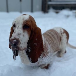 Apollo - Basset Hound