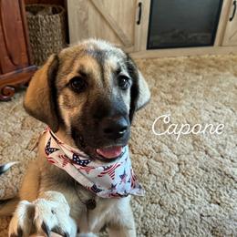 Anatolian Shepherd Dog Puppies from Mcginnis Guardian Dogs