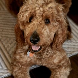 Kia - Goldendoodle