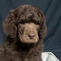 Boy 1 - Poodle puppy in Lehigh Valley, Pennsylvania from Starry Night Multicolored Poodles