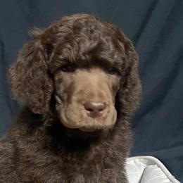 Boy 1 - Poodle puppy in Lehigh Valley, Pennsylvania from Starry Night Multicolored Poodles