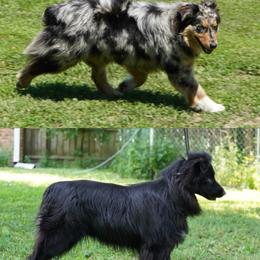 Australian Shepherd puppies from North Central Aussies