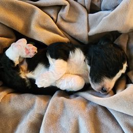 Scoot - Brown and white Aussiedoodle puppy in Vernal, Utah from Adorable Aussiedoodles