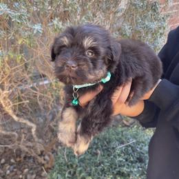 Miniature Schnauzer Puppies from Genesis Tiny Schnauzers