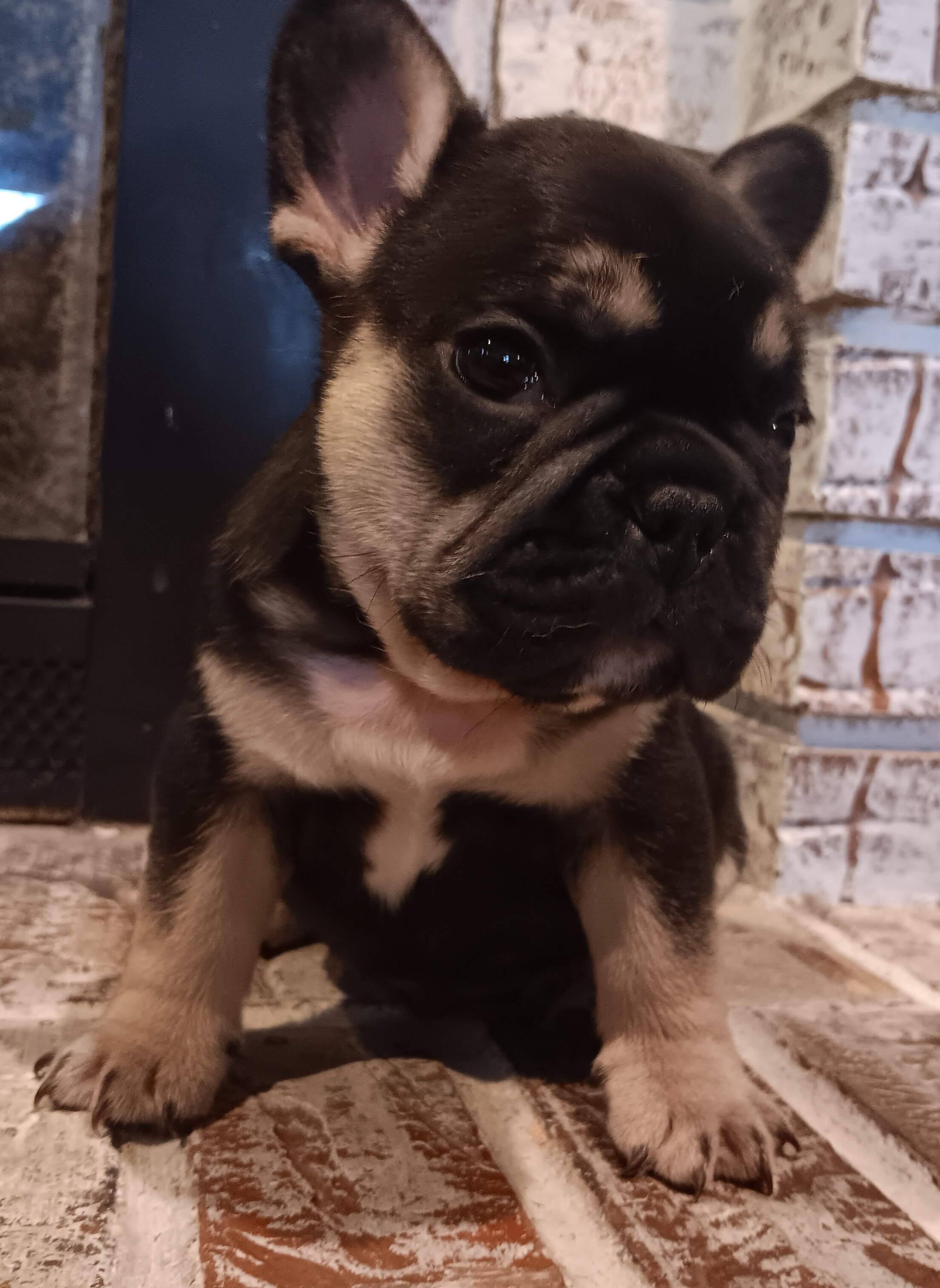 Boy 1 - Black and tan French Bulldog puppy in Kansas from Peace Love frenchies