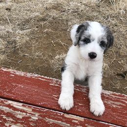 Aussiedoodle Puppies from Stone Table Ranch