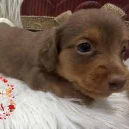 3000 AKC - Chocolate and Tan - Chocolate and tan male Dachshund puppy in Cottonwood, California from Circle C Farm