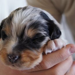 Australian Shepherds from Salty Dog Australian Shepherds