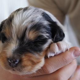Australian Shepherds from Salty Dog Australian Shepherds