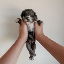 Gigi - Blue merle and white female Sheepadoodle puppy in Wabash, Indiana from DOODCompany
