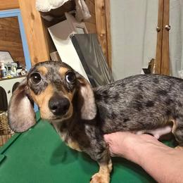 Berry - Dapple female Dachshund puppy in Wheatfield, Indiana from Wines Wienery