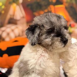Ash - Blue merle male Aussiedoodle puppy in Dickerson, Maryland from Pawsome Aussie Doodles and Oodles