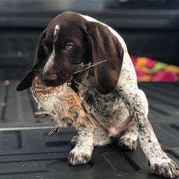 German Shorthaired Pointers from Rusty Fence Post Gun Dogs