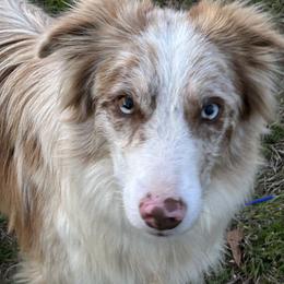 Fame - Border Collie