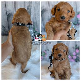 Hogan - F1b Petite-Mini Goldendoodle. OFA-Genetics-2 Yr Warranty - Microchip. - Apricot male Goldendoodle puppy in Jeddo, Michigan from Apple Creek Doodles