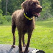 Pudelpointers from Adeline Gun Dogs