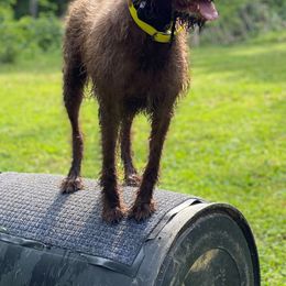 Pudelpointers from Adeline Gun Dogs
