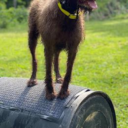 Pudelpointers from Adeline Gun Dogs