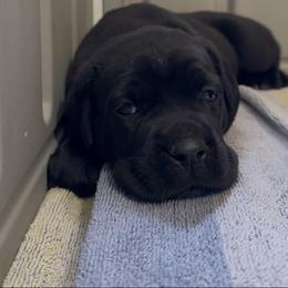 Cane Corso Puppies from Arcana Cane Corso