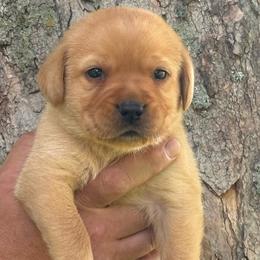 Tolkien - Yellow male Labrador Retriever puppy in Clinton, New York from Skyline Hill Labradors
