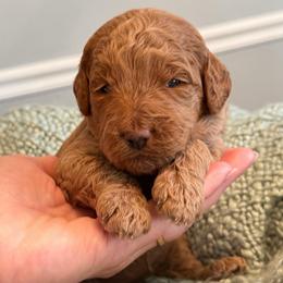 Purple - Apricot female Goldendoodle puppy in Greenville, South Carolina from Law Doodles of SC